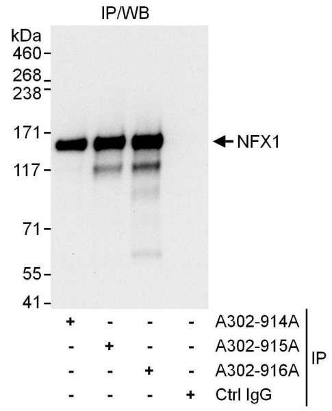 Anti-NFX1