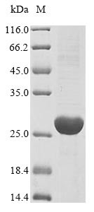 Uroplakin-3a (Upk3a), partial, mouse, recombinant