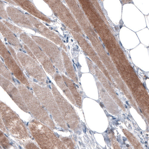 Anti-PGM1, clone CL3299