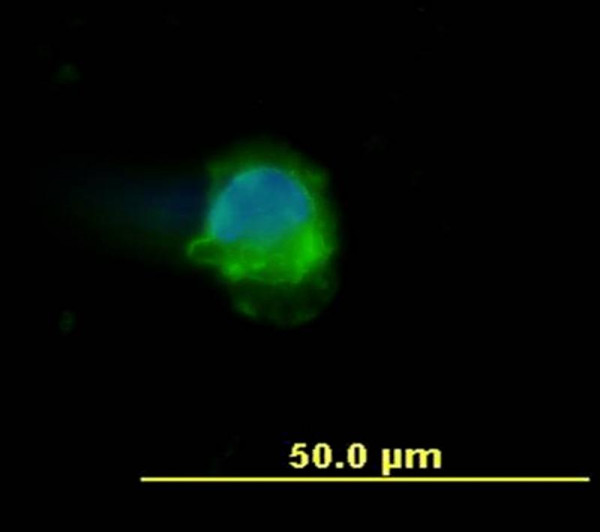 Anti-CD45, clone MEM-28