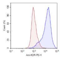 VEGFR2 / NFAT Reporter - HEK293 Recombinant Cell Line