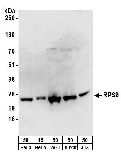 Anti-RPS9