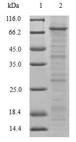 Tripartite motif-containing protein 5 (TRIM5), human, recombinant