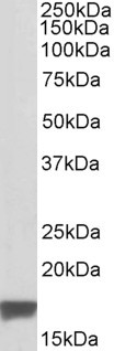 Anti-TSPO / PBR (isoform), C-terminal
