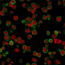 Anti-CD45 (Leukocyte marker), clone 135-4C5