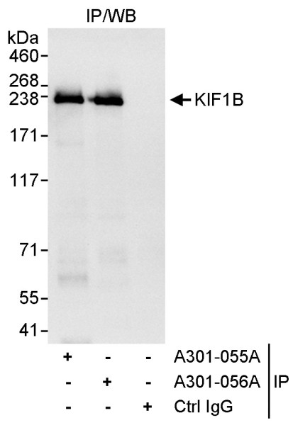 Anti-KIF1B