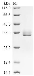 Calcitonin gene-related peptide 1 (Calca), partial, recombinant mouse