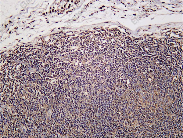 Anti-Recombinant PRKAR2A, clone C312235