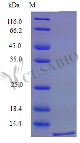 C-C motif chemokine 19 protein (Ccl19) (Active), mouse, recombinant