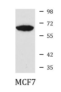 Anti-PTPN6 / SHP1