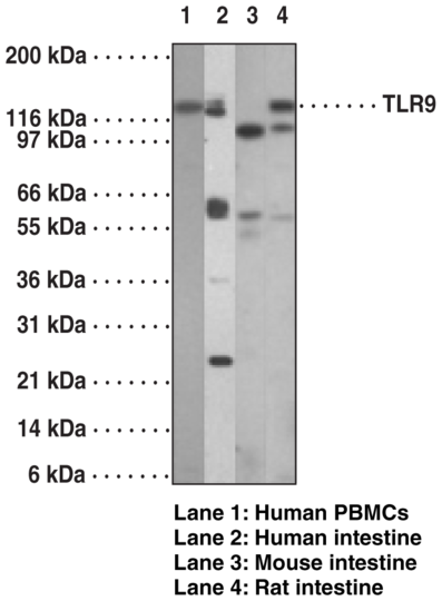 Anti-Toll-Like Receptor 9 (Clone 26C593.2)
