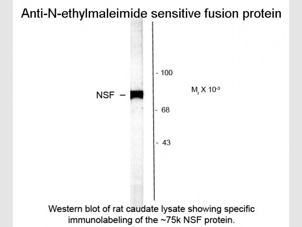 Anti-NSF (N-ethylmaleimide sensitive fusion protein)