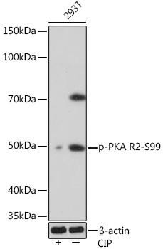 Anti-phospho-PKA RIIalpha (PRKAR2A) (Ser99)