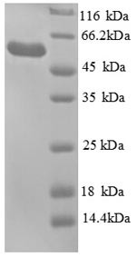 Glycerol kinase (glpK), Escherichia coli, recombinant