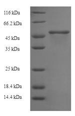 Pectate lyase 1, Juniperus ashei, recombinant