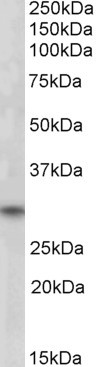 Anti-FHL3 / SLIM2, C-terminal