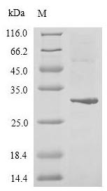Zinc finger protein GLI2 (GLI2), partial, human, recombinant