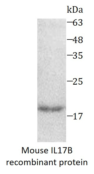 Mouse IL17B recombinant protein (Active) (His-tagged)