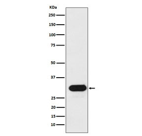 Anti-HLA-DRB1 (MHC II), clone AFGA-8