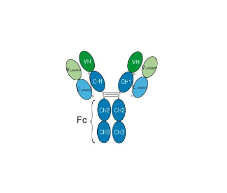 Grisnilimab (Anti-CD7 Antibody)
