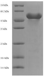 Kynurenine/alpha-aminoadipate aminotransferase, mitochondrial (AADAT), human, recombinant