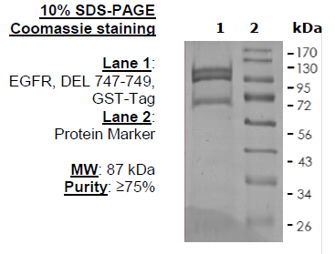 EGFR, DEL 747-749, GST-Tag