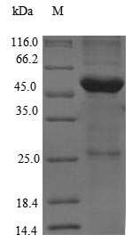 Thyroglobulin (Tg), partial, rat, recombinant