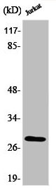 Anti-Phospho-BCL2 (T56)