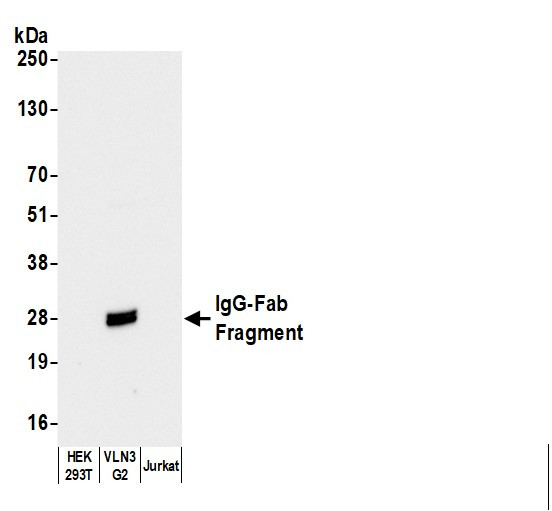 Anti-Human IgG-Fab Fragment