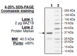 BAZ1B (1335-1450), N-terminal GST-tag, human recombinant protein