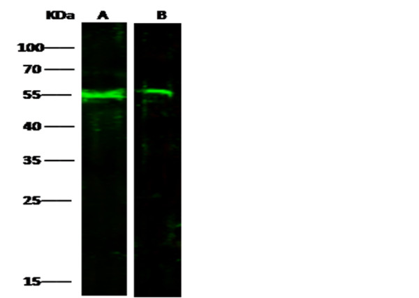 Anti-Coagulation Factor IX/FIX/F9 Monoclonal Recombinant Antibody