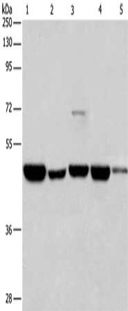 Anti-HNRNPF