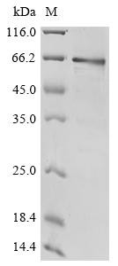 Protocadherin Fat 1 (FAT1), partial, human, recombinant