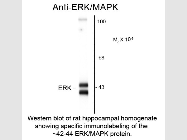 Anti-ERK/MAPK