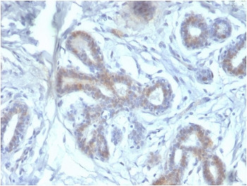 Anti-BAP1 / BRCA1-Associated Protein 1, clone BAP1/2433