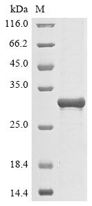 Protein mono-ADP-ribosyltransferase PARP14 (PARP14), partial, human, recombinant
