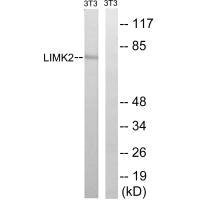 Anti-LIMK2 (Ab-283)