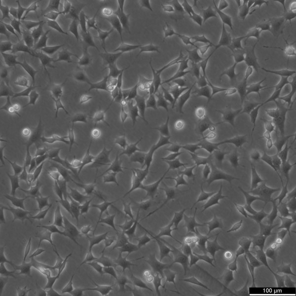 ATDC5 Cells