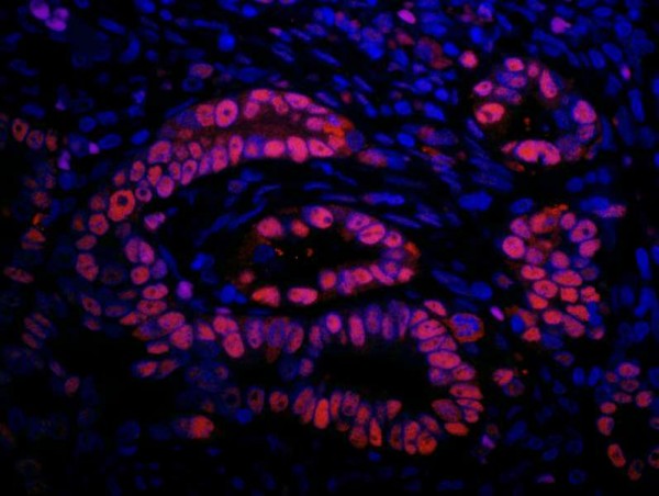 Anti-Rabbit IgG-heavy and light chain cross-adsorbed, DyLight(R) 550 conjugated