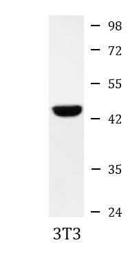 Anti-beta Actin (HRP), clone 8F10-G10