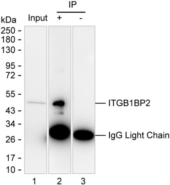 Anti-ITGB1BP2