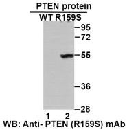 Anti-PTEN (R159S)