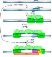 Anti-hR23B (RAD23B)