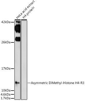 Anti-Asymmetric DiMethyl-Histone H4-R3