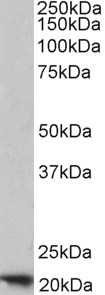 Anti-FTH1, C-terminal