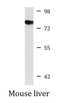 Anti-TOM70