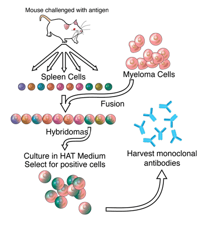 Hybridoma-Technology