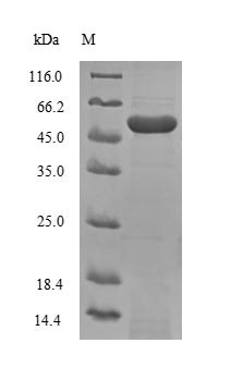 Prominin-1 (Prom1), partial, mouse, recombinant