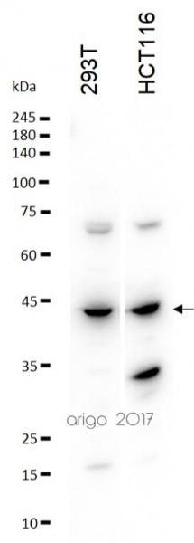 Anti-Mcl-1