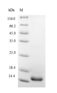 Interleukin-5 (IL5), swine, recombinant